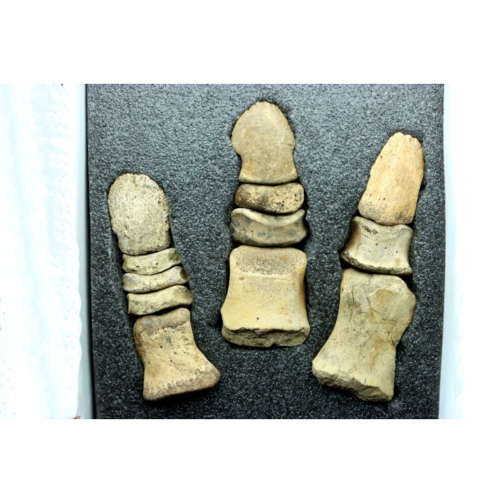dinosaur hadrosaure : edmontosaurus anneltens