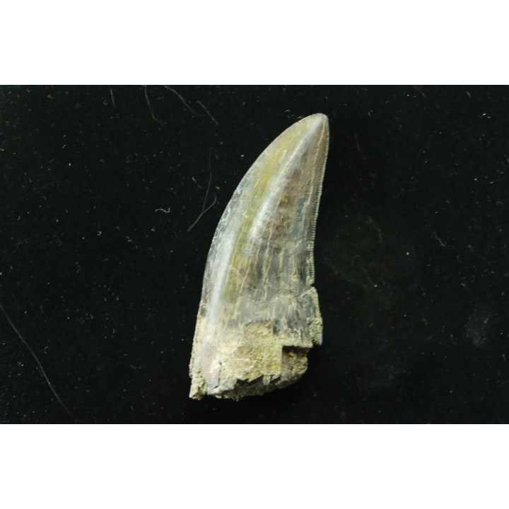 Dent de : Tyrannosaure rex