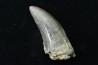 Tyrannosaure rex
