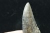 Dent de : Tyrannosaure rex