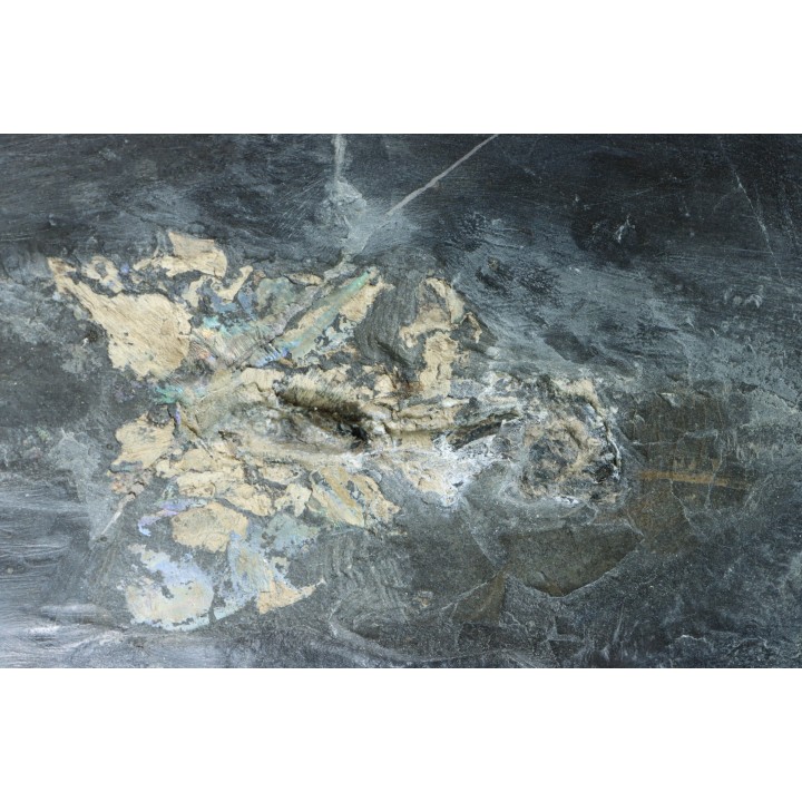 Phragmoteuthis conocauda - toarcien inférieur - carrière fischer, Holzmaden - conservé avec "crochets" des bras, RARE!