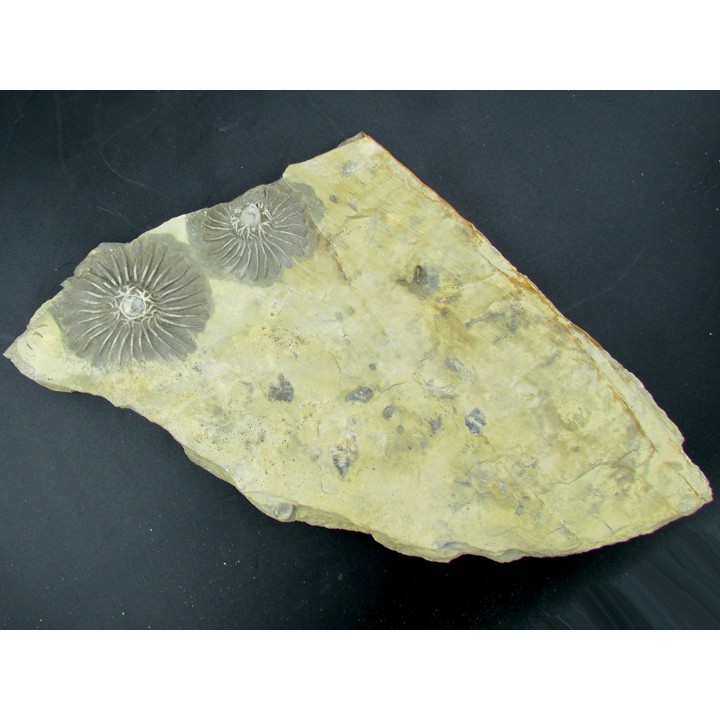 Platycrinites bozemanensis - Lodgepole Formation - Mississippien - Gallatin County, Montana.