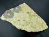 Platycrinites bozemanensis - Lodgepole Formation - Mississippien - Gallatin County, Montana.