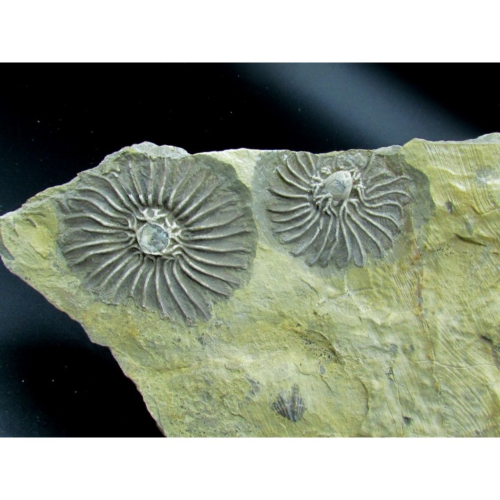 Platycrinites bozemanensis - Lodgepole Formation - Mississippien - Gallatin County, Montana.