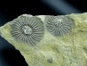 Platycrinites bozemanensis - Lodgepole Formation - Mississippien - Gallatin County, Montana.