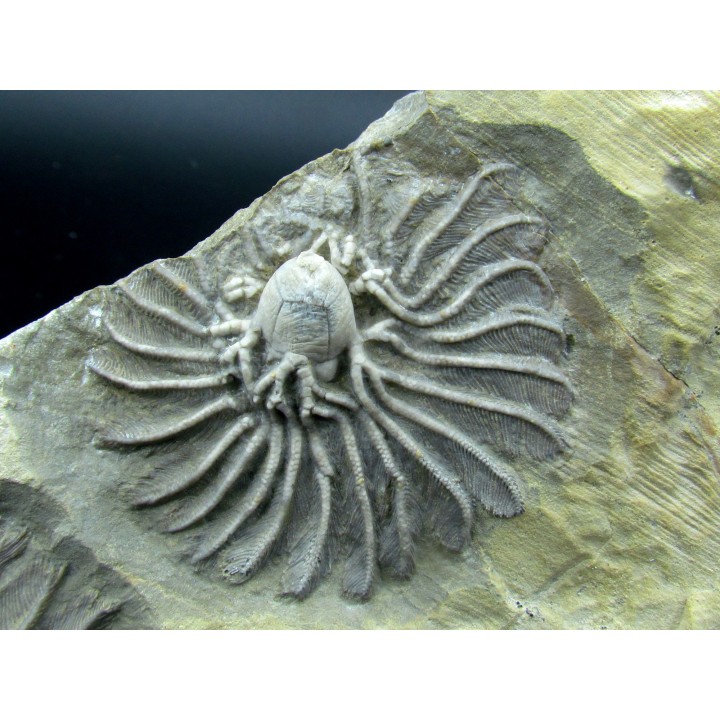 Platycrinites bozemanensis - Lodgepole Formation - Mississippien - Gallatin County, Montana.