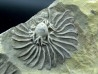 Platycrinites bozemanensis - Lodgepole Formation - Mississippien - Gallatin County, Montana.
