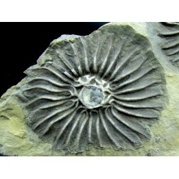 Platycrinites bozemanensis - Lodgepole Formation - Mississippien - Gallatin County, Montana.