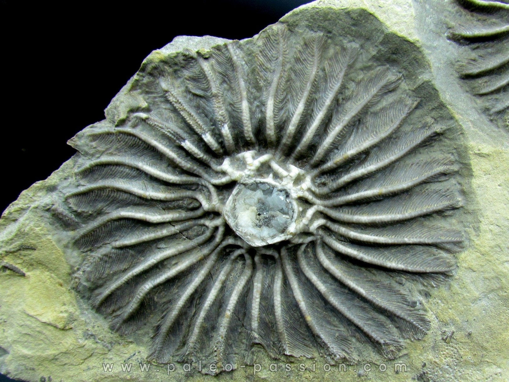 Platycrinites bozemanensis - Lodgepole Formation - Mississippien - Gallatin County, Montana.