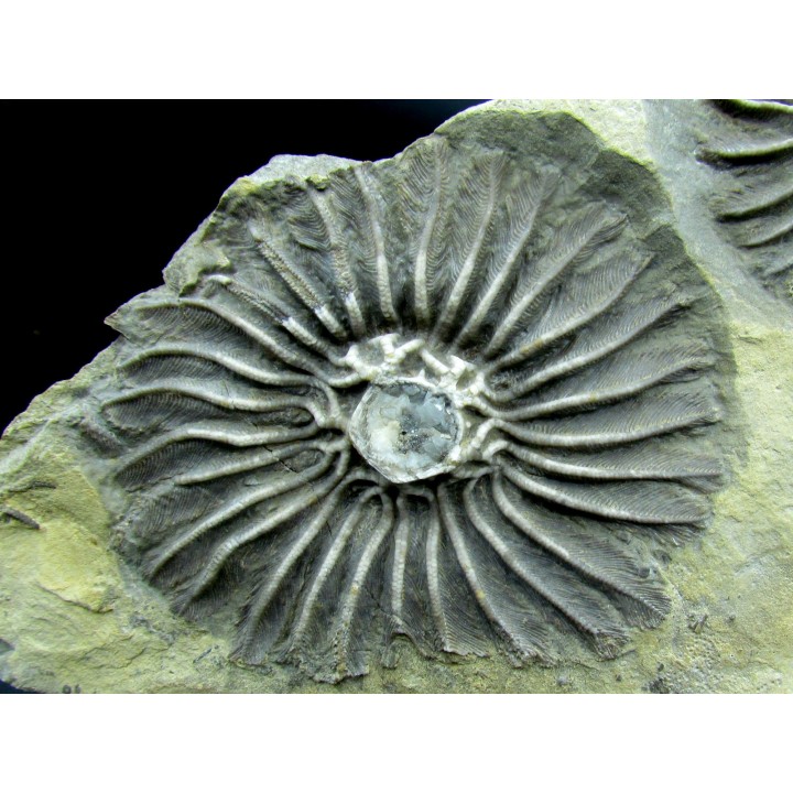 Platycrinites bozemanensis - Lodgepole Formation - Mississippien - Gallatin County, Montana.