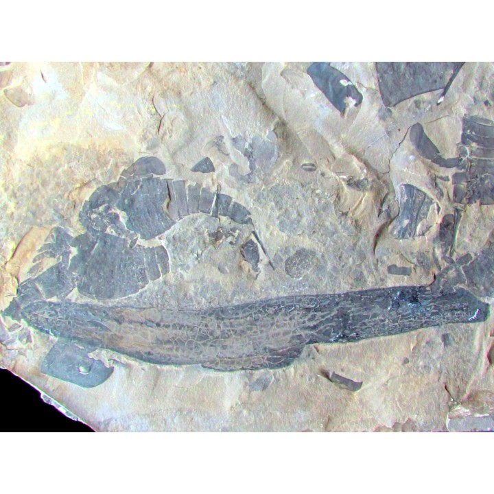 EURYPTERUS REMIPES et PROTOTAXITES FUNGUS - Silurien - Fiddler's Green FMT - Herkimer County, NY – USA