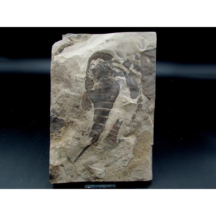EURYPTERUS REMIPES - Silurien - Fiddler's Green FMT - Herkimer County, NY – USA