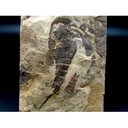 EURYPTERUS REMIPES - Silurien - Fiddler's Green FMT - Herkimer County, NY – USA