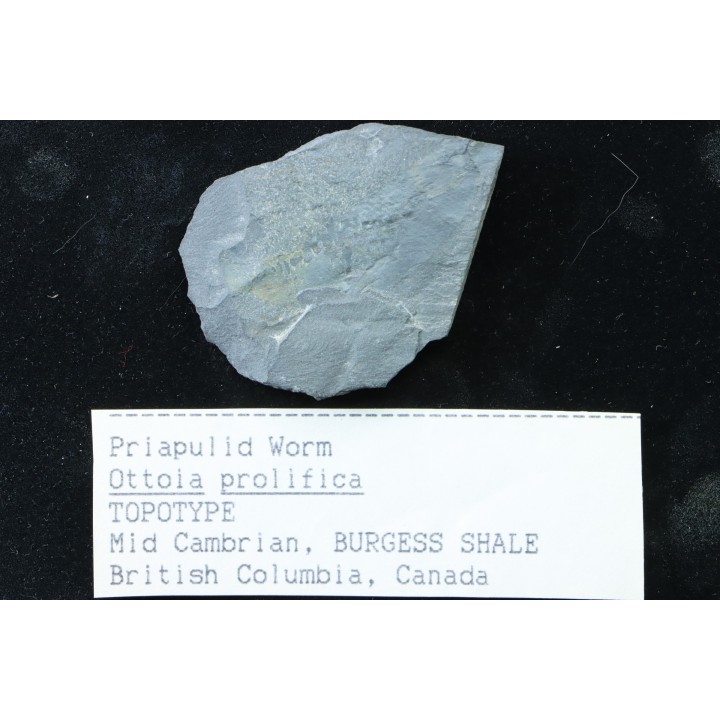PRIAPULID WORM - Ottoia prolifica - middle cambrian - Burgess Shale - Burgess, British Colombia, CANADA