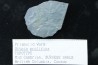 PRIAPULID WORM - Ottoia prolifica - middle cambrian - Burgess Shale - Burgess, British Colombia, CANADA