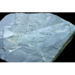 PRIAPULID WORM - Ottoia prolifica - middle cambrian - Burgess Shale - Burgess, British Colombia, CANADA