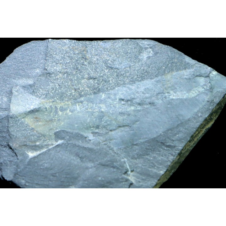 PRIAPULID WORM - Ottoia prolifica - middle cambrian - Burgess Shale - Burgess, British Colombia, CANADA