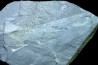 PRIAPULID WORM - Ottoia prolifica - middle cambrian - Burgess Shale - Burgess, British Colombia, CANADA