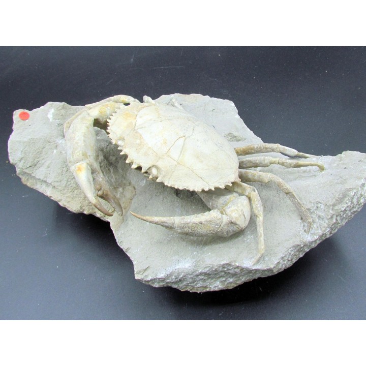 HARPACTOCARCINUS PUNCTULATUS - eocene - Monte BALDO, Italy