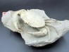 HARPACTOCARCINUS PUNCTULATUS - eocene - Monte BALDO, Italy