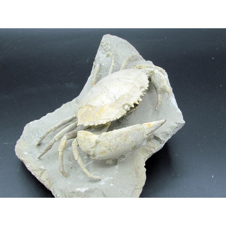 HARPACTOCARCINUS PUNCTULATUS - eocene - Monte BALDO, Italy