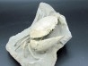 HARPACTOCARCINUS PUNCTULATUS  éocène  Monte BALDO, Italie