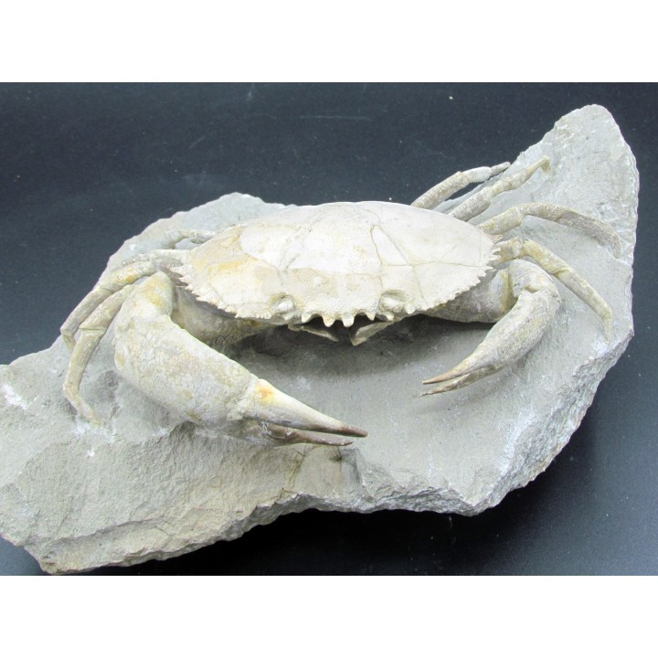 HARPACTOCARCINUS PUNCTULATUS - eocene - Monte BALDO, Italy