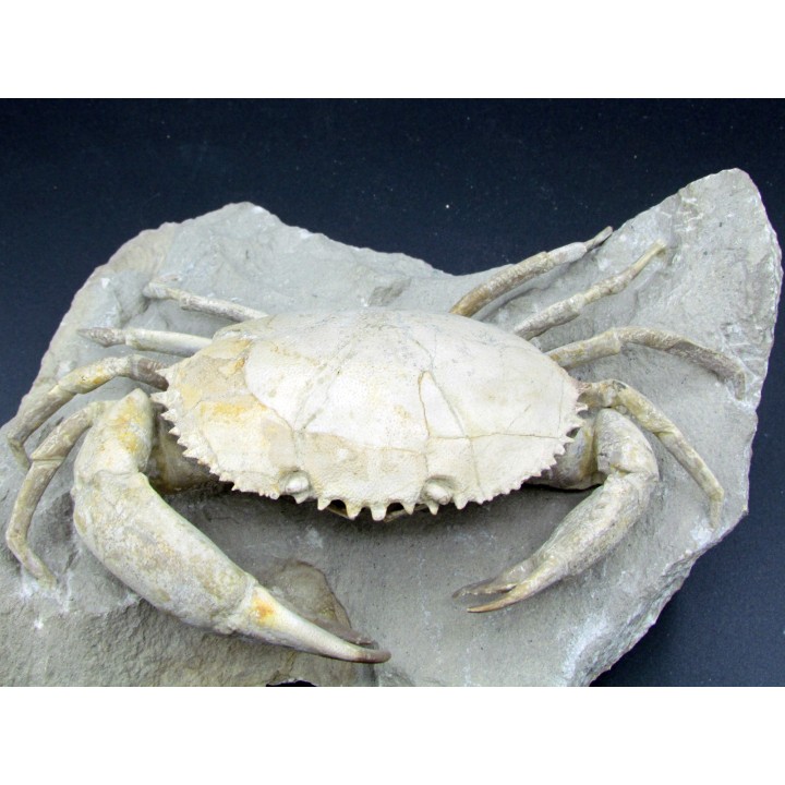 HARPACTOCARCINUS PUNCTULATUS - eocene - Monte BALDO, Italy