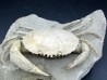 HARPACTOCARCINUS PUNCTULATUS - eocene - Monte BALDO, Italy