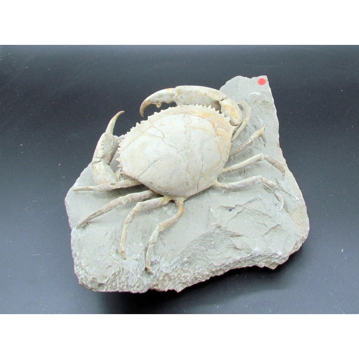 HARPACTOCARCINUS PUNCTULATUS - eocene - Monte BALDO, Italy