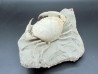 HARPACTOCARCINUS PUNCTULATUS - eocene - Monte BALDO, Italy