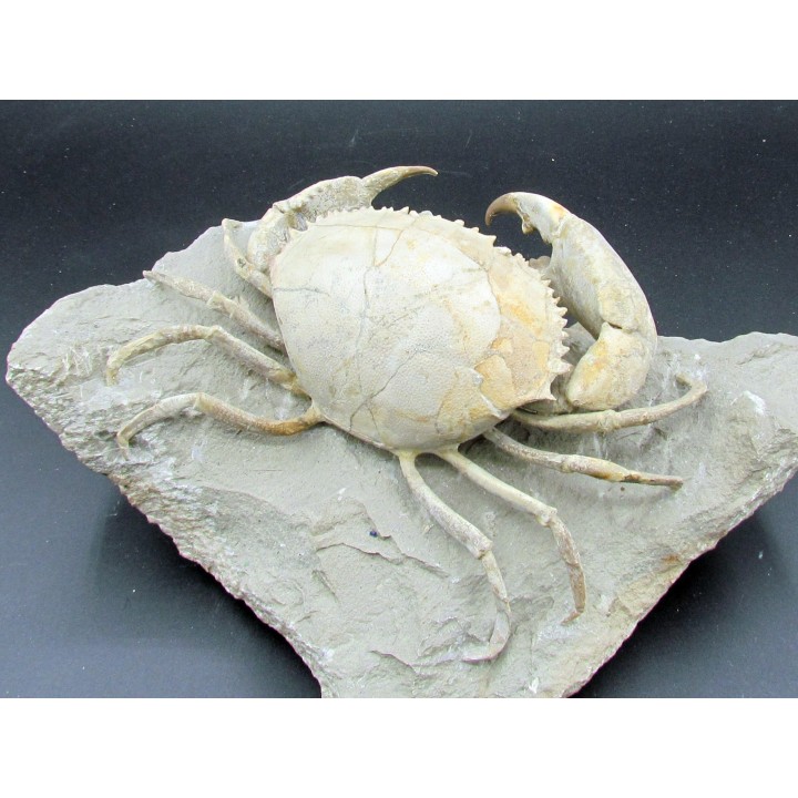 HARPACTOCARCINUS PUNCTULATUS - eocene - Monte BALDO, Italy