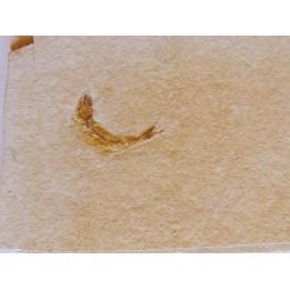 poisson fossile LEPTOLEPIS STRATIFORMIS