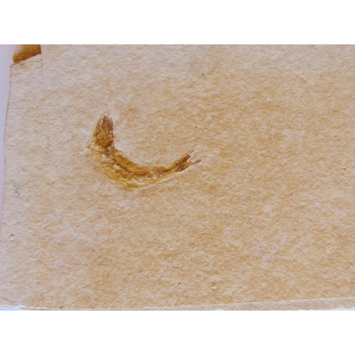 fossil fish  LEPTOLEPIS STRATIFORMIS