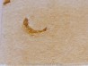 fossil fish  LEPTOLEPIS STRATIFORMIS