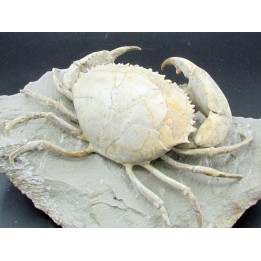HARPACTOCARCINUS PUNCTULATUS - eocene - Monte BALDO, Italy