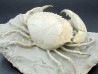 HARPACTOCARCINUS PUNCTULATUS - eocene - Monte BALDO, Italy