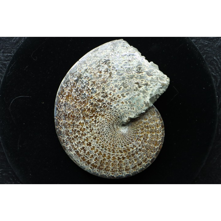 Sphenodiscus lenticularis - Maestrichtian - Dakota - USA