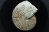 Sphenodiscus lenticularis (Owen, 1852) - Maestrichtien - Dakota - USA