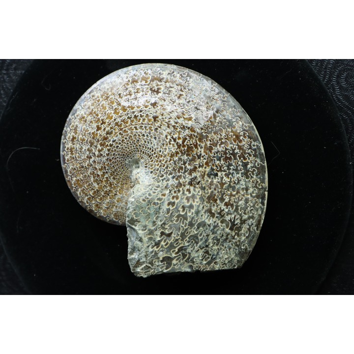 Sphenodiscus lenticularis - Maestrichtian - Dakota - USA