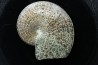 Sphenodiscus lenticularis (Owen, 1852) - Maestrichtien - Dakota - USA