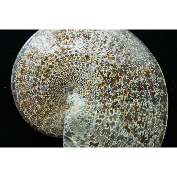 Sphenodiscus lenticularis (Owen, 1852) - Maestrichtien - Dakota - USA