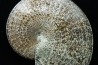 Sphenodiscus lenticularis - Maestrichtian - Dakota - USA