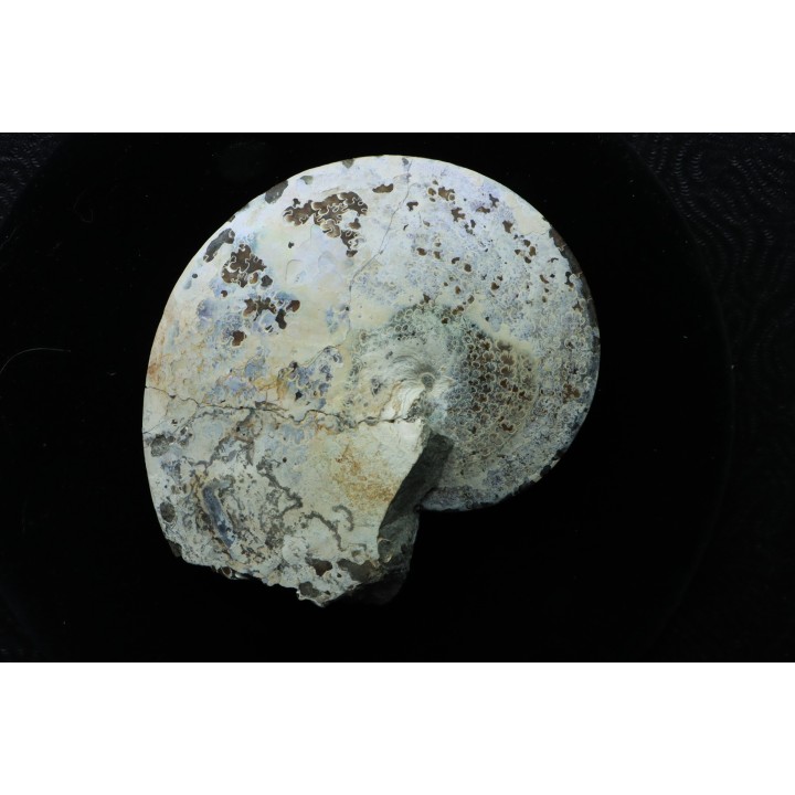 Sphenodiscus lenticularis (Owen, 1852) - Maestrichtien - Dakota - USA
