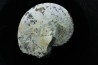 Sphenodiscus lenticularis - Maestrichtian - Dakota - USA