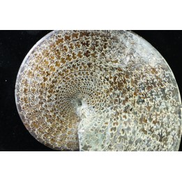 Sphenodiscus lenticularis (Owen, 1852) - Maestrichtien - Dakota - USA