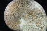 Sphenodiscus lenticularis - Maestrichtian - Dakota - USA
