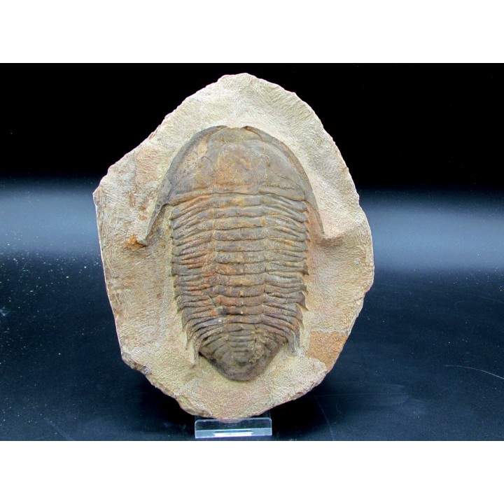 Caliminidae nov. sp. - ordovicien - Zagora, Maroc