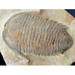 Caliminidae nov. sp. - ordovicien - Zagora, Maroc