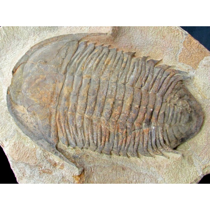 Caliminidae nov. sp. - ordovicien - Zagora, Maroc